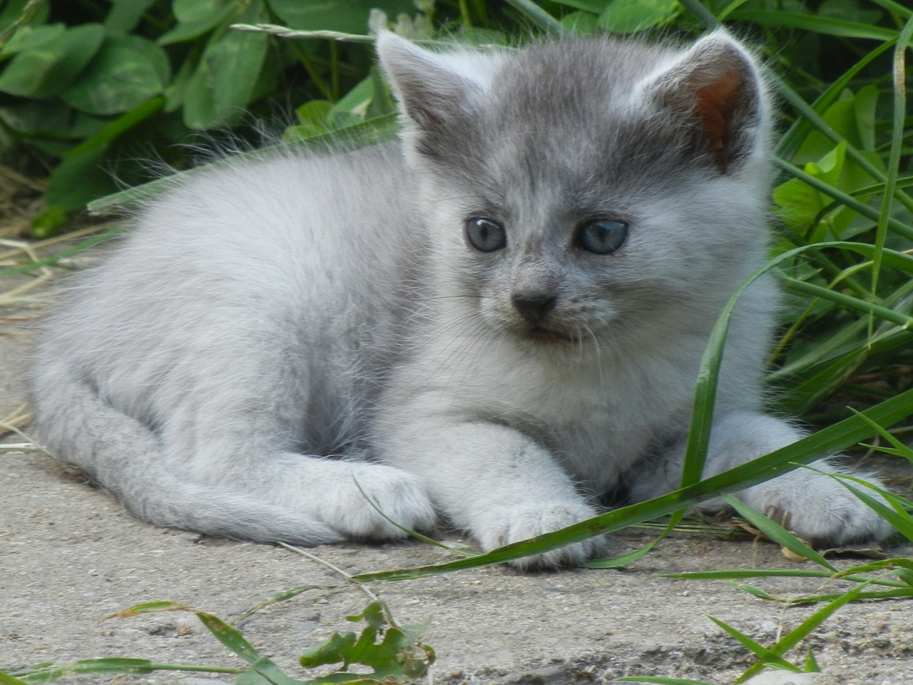 kitten kitty gray free photo