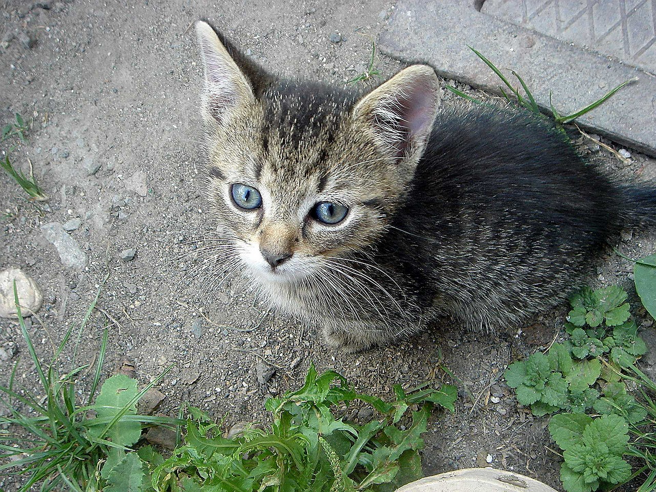 kitten cub view free photo