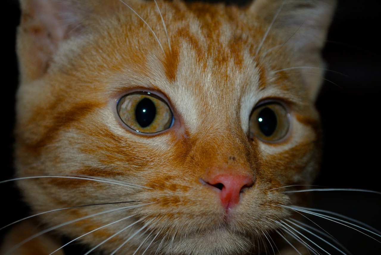 kitten face domestic animal free photo