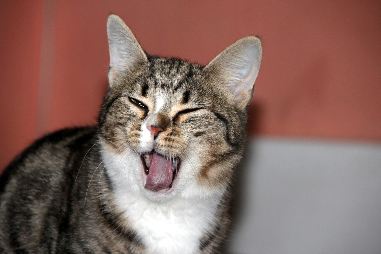 kitten yawns cute free photo