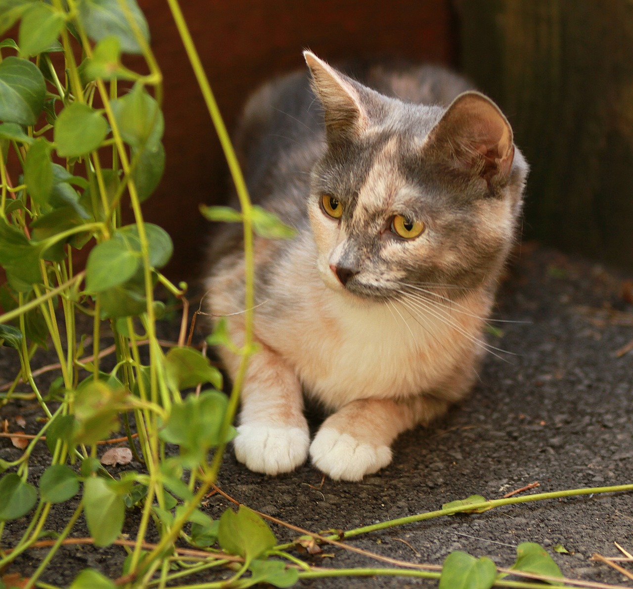 kitten hiding foliage free photo