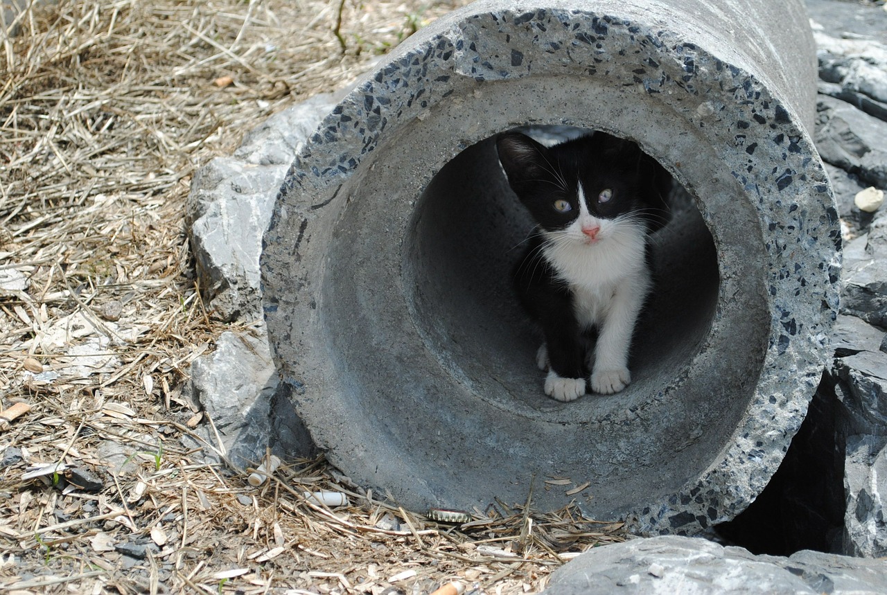 kitten pipe cute free photo