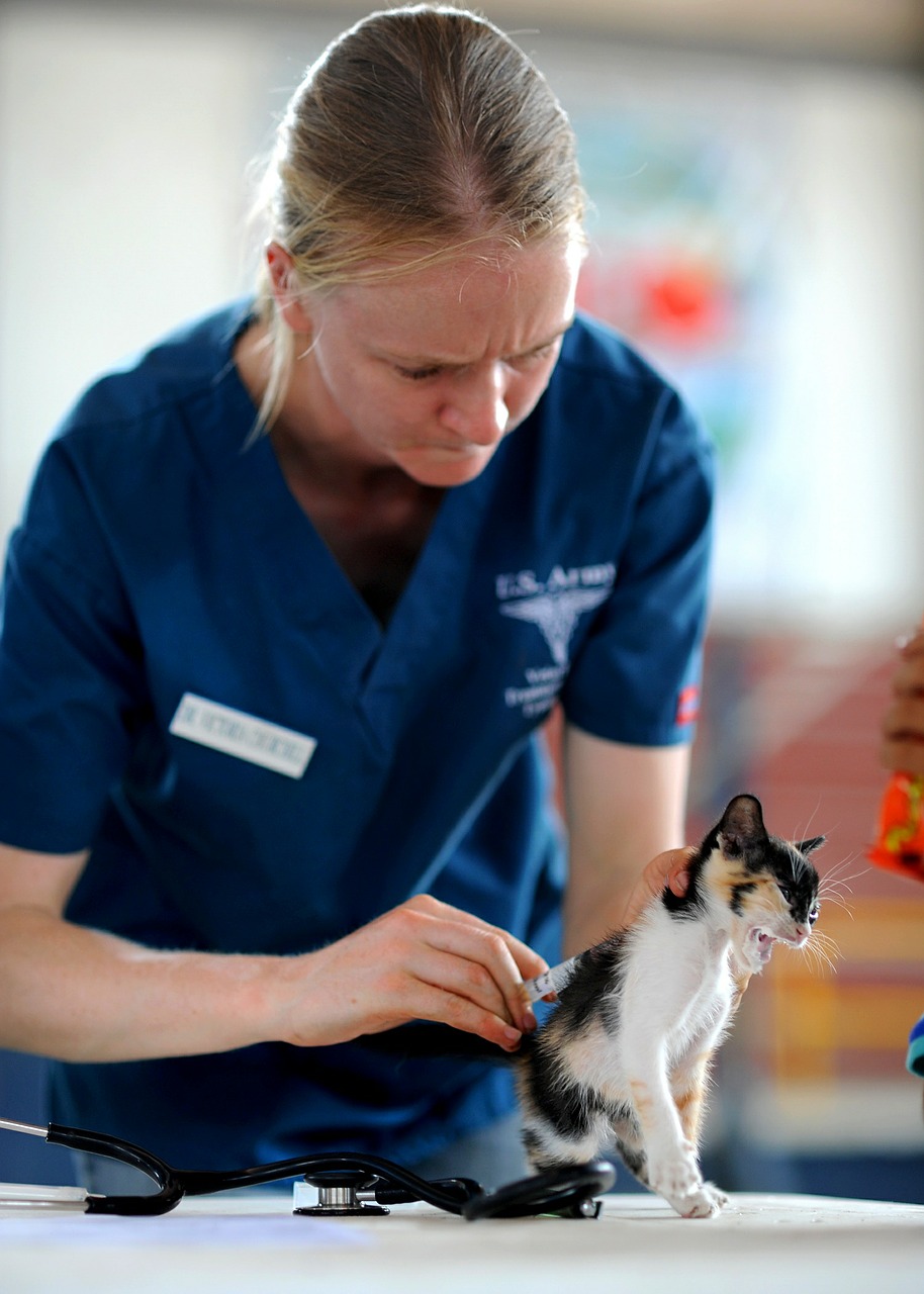 kitten veterinarian feline free photo