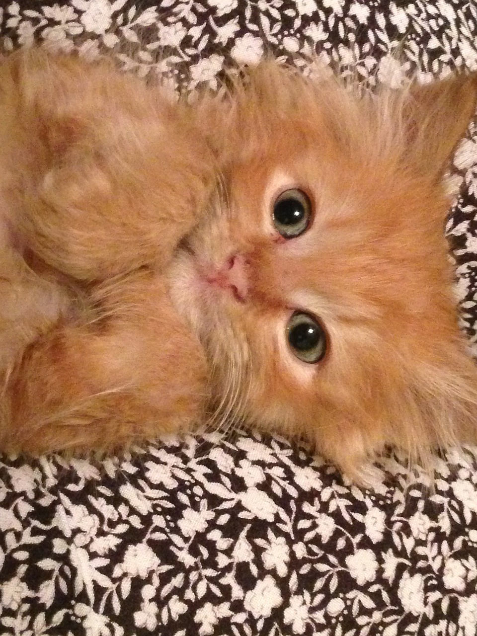 kitten cat orange free photo