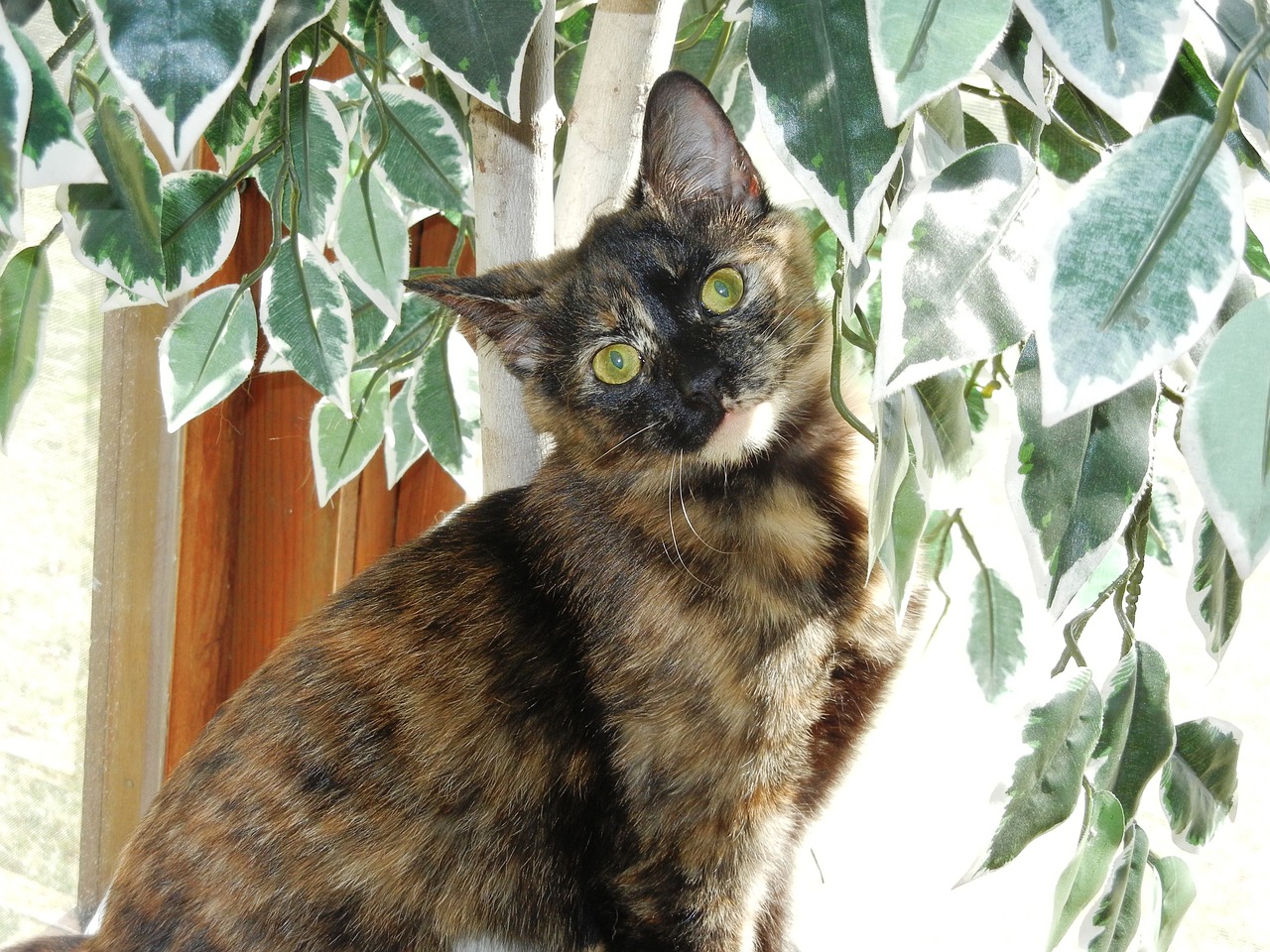 Kitten Calico Feline Female Eyes Free Image From Needpix Com