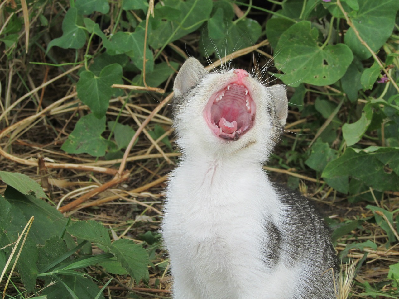 kitten yawn bush free photo