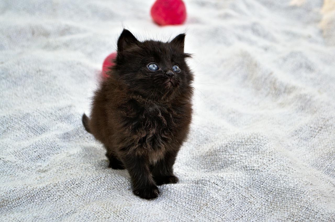 kitten funny black free photo