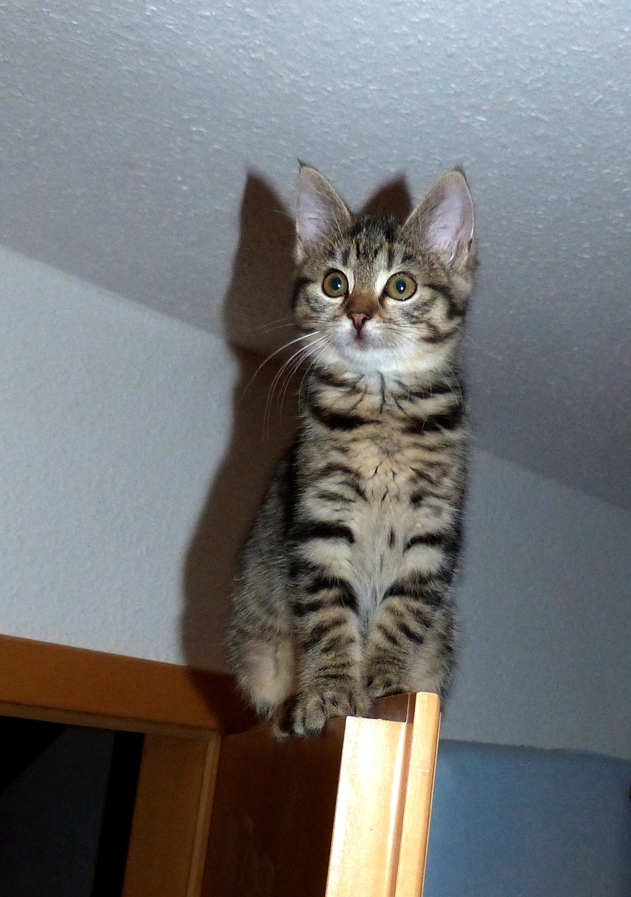 kitten climb door free photo