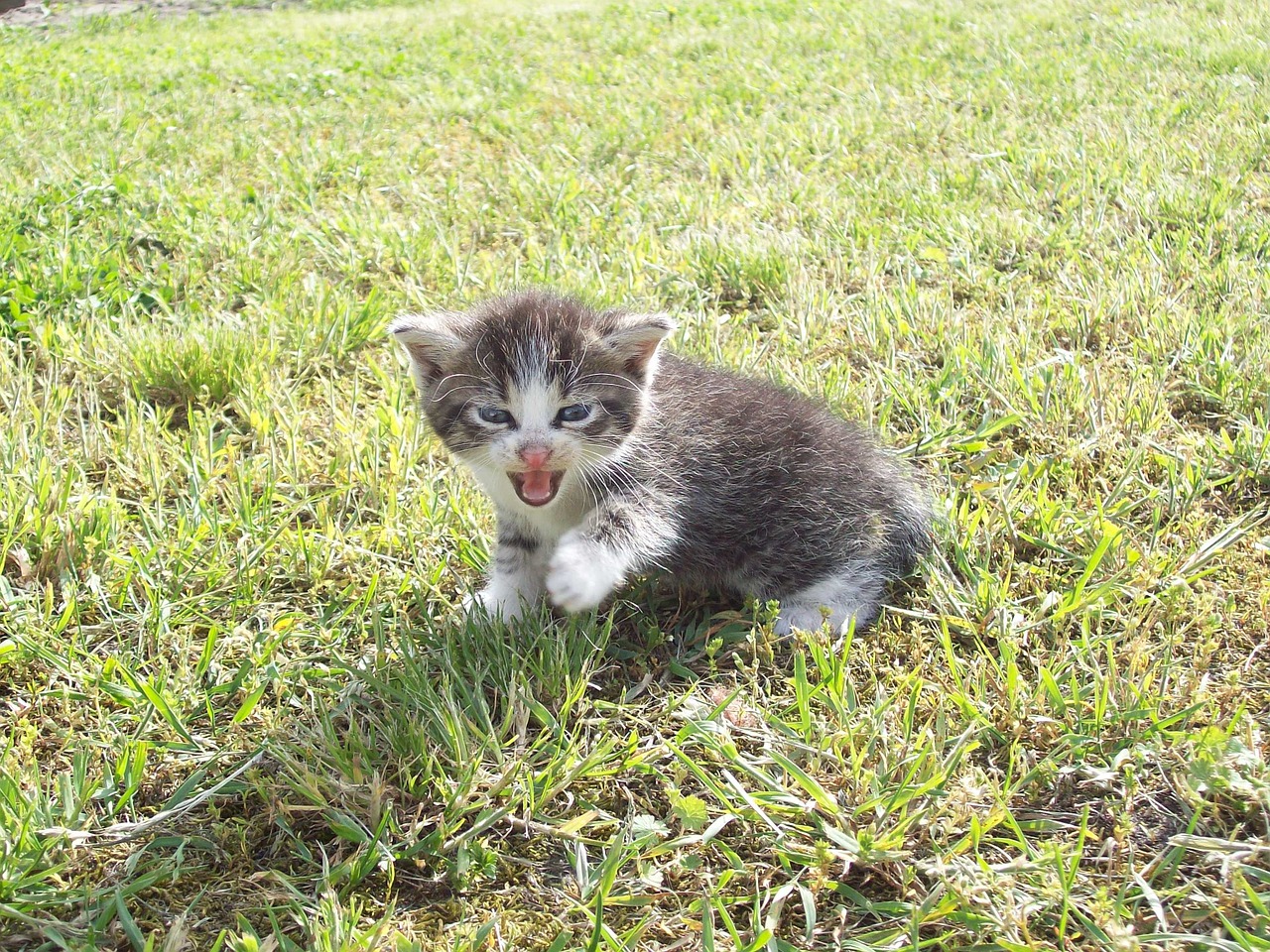 kitten playing yard free photo