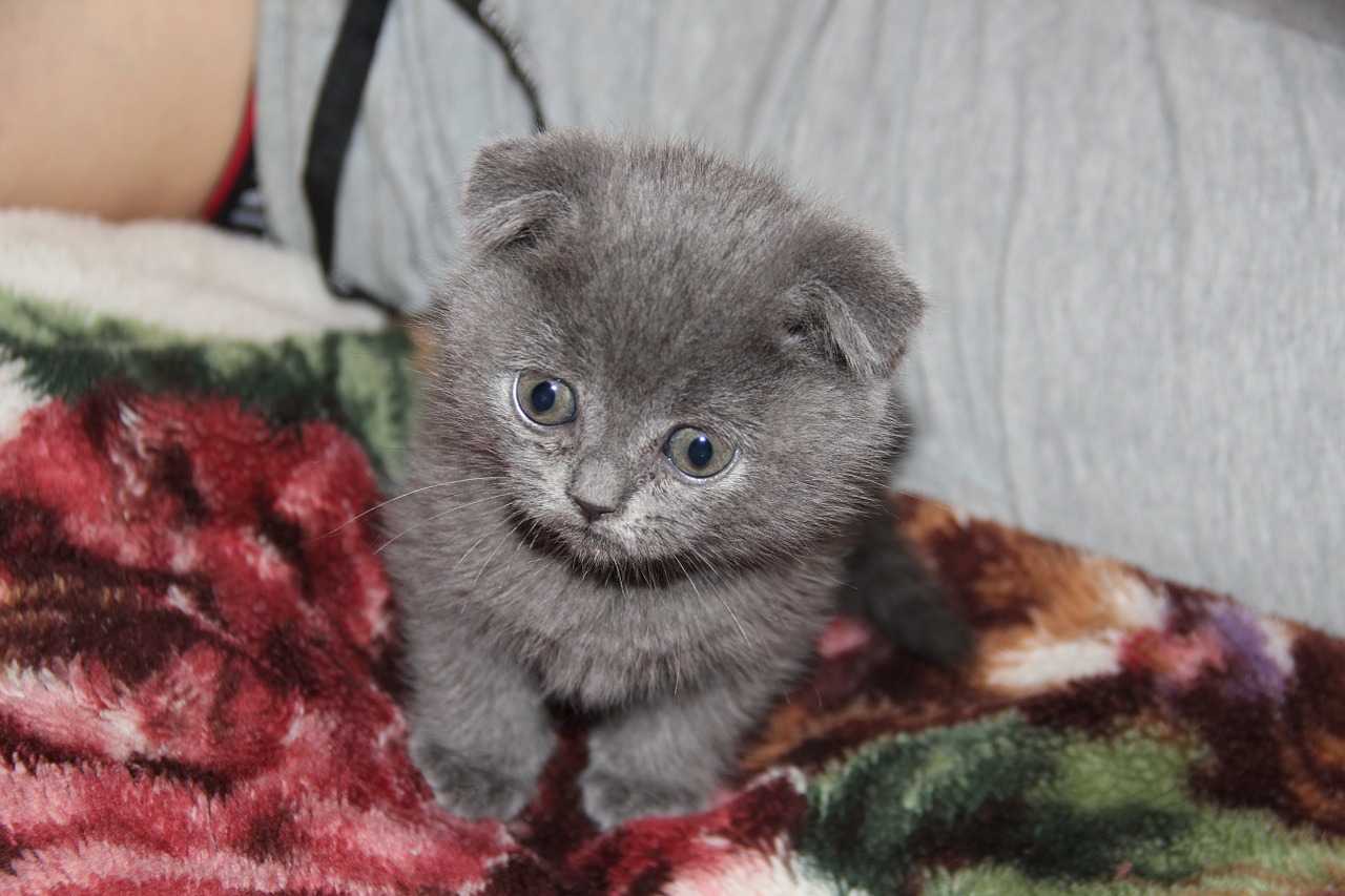 kitten cat grey free photo