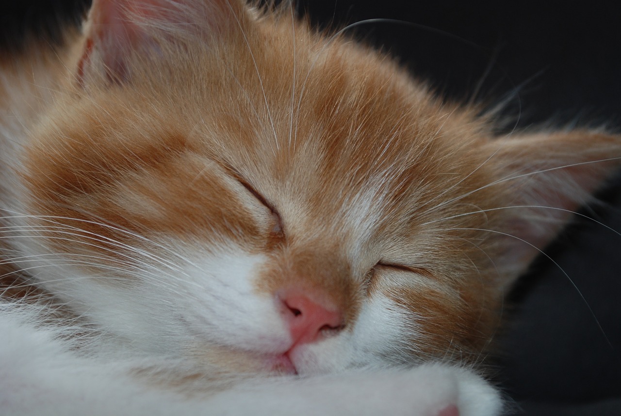 kitten cat sleep free photo