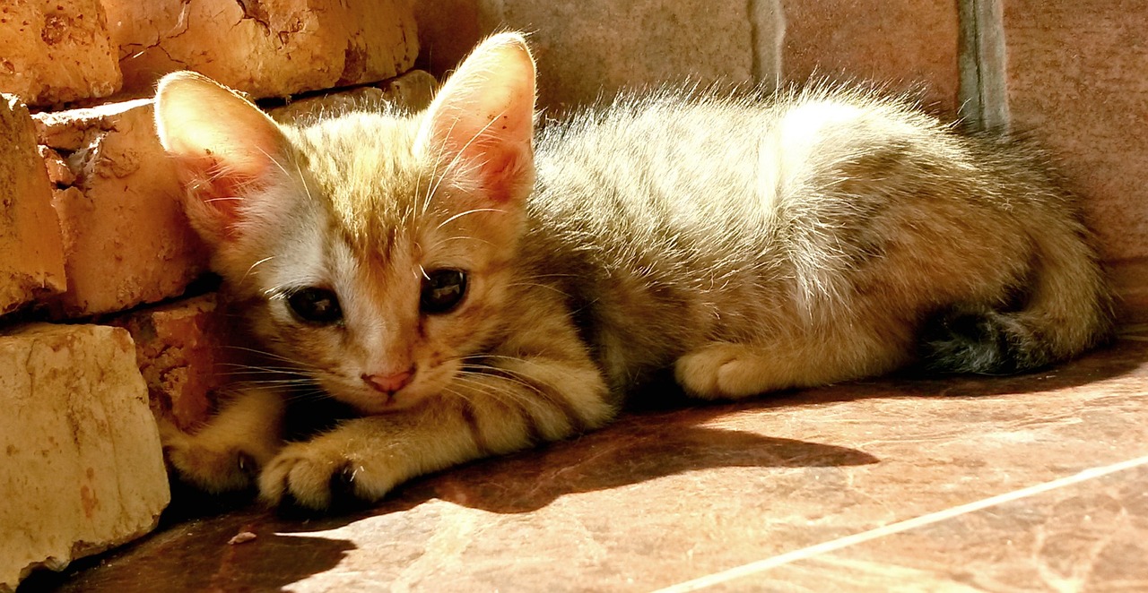 kitten sunbathing cute free photo