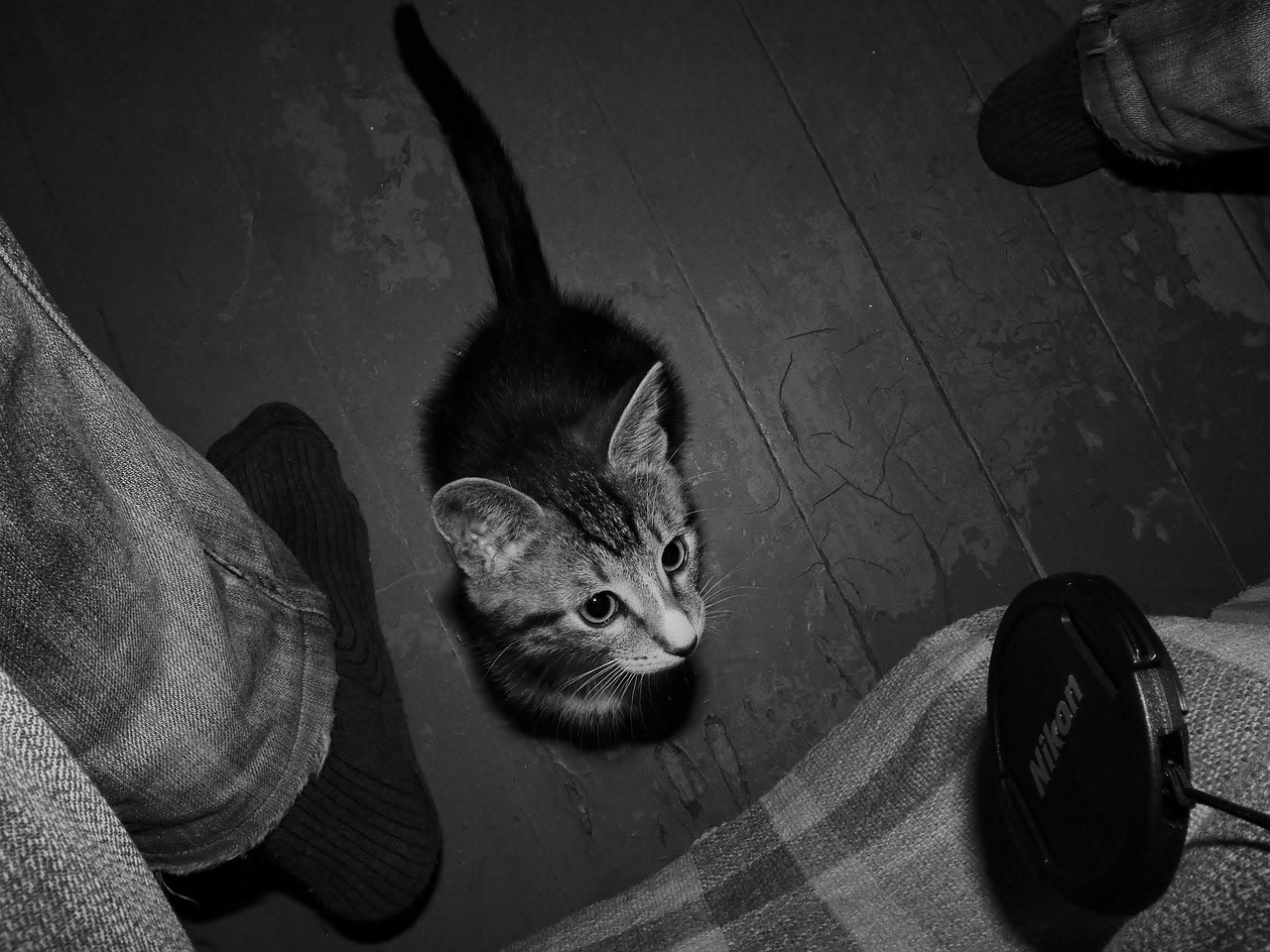 kitten game pets free photo