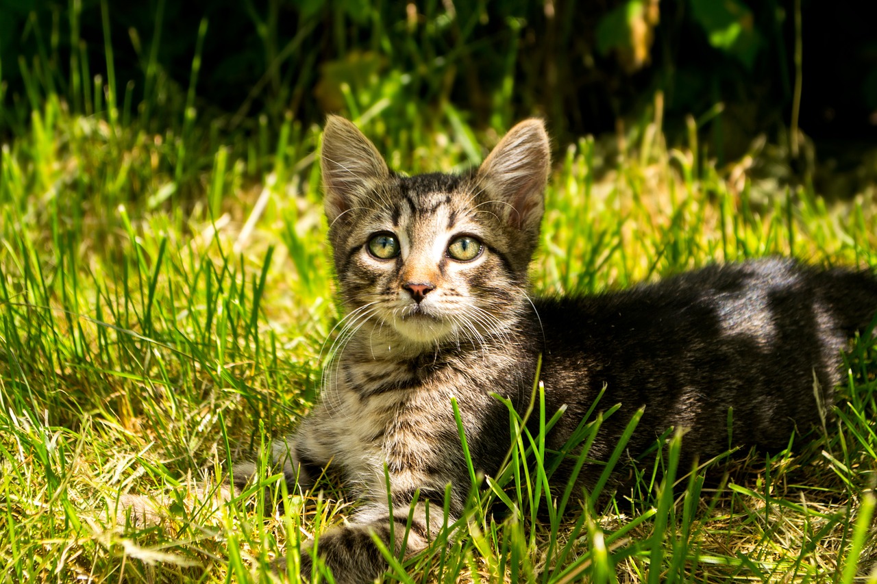 kitten animals striped free photo