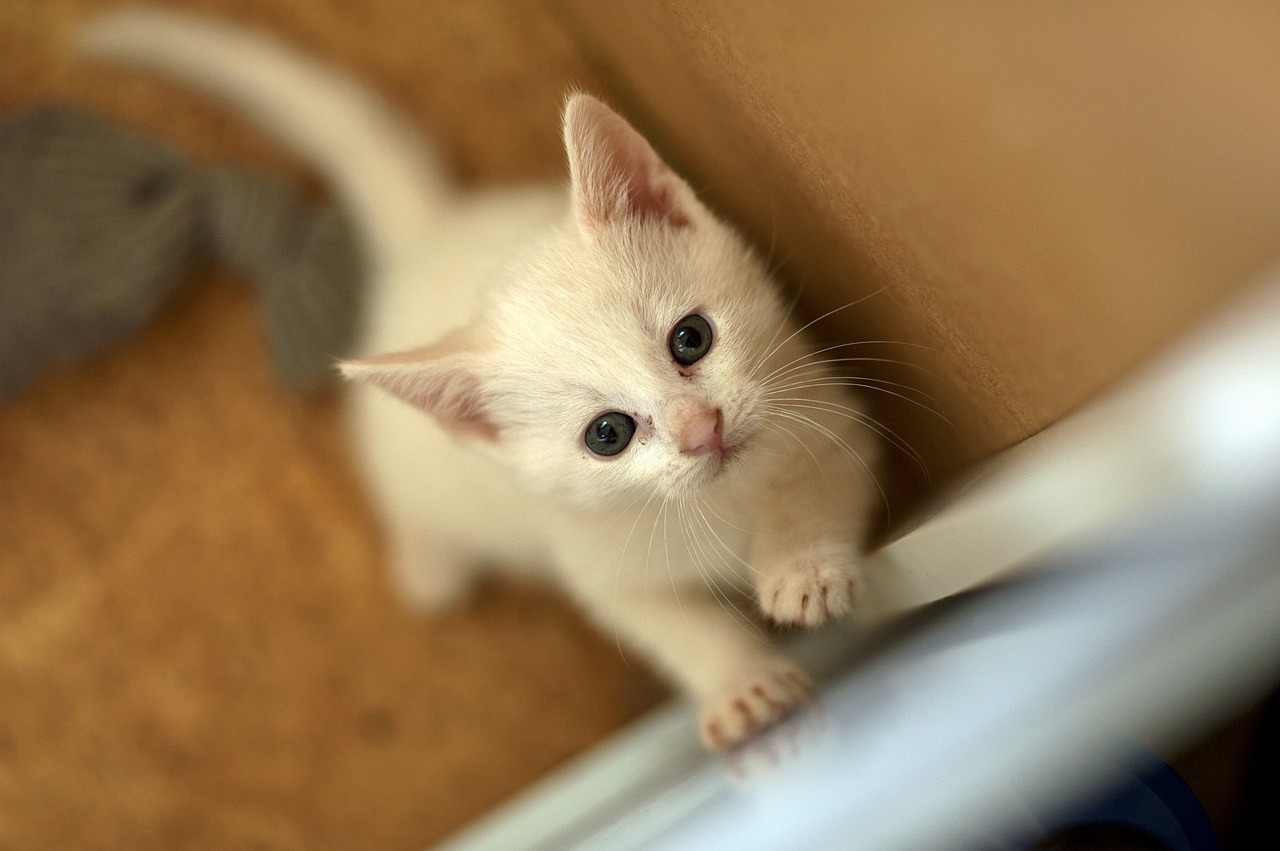 kitten solid white cat motherless child free photo