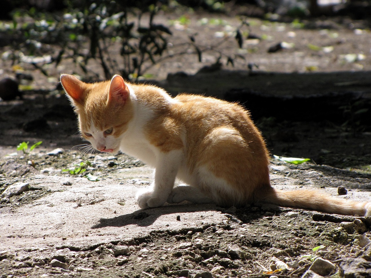 kitten sitting domestic free photo