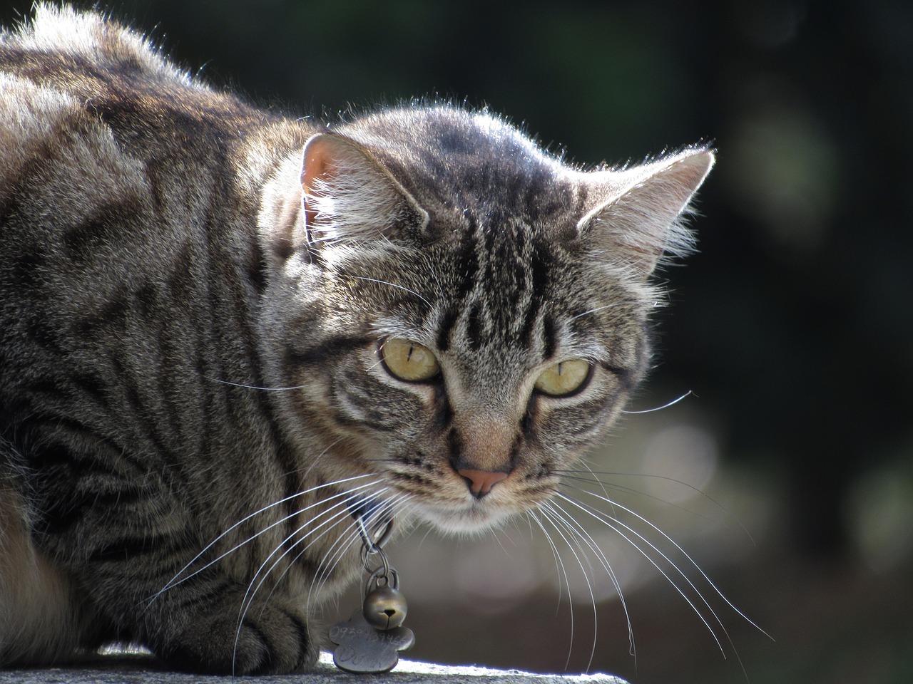 kitten hunting cat waiting free photo