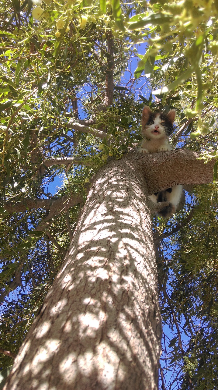kitten tree issue free photo