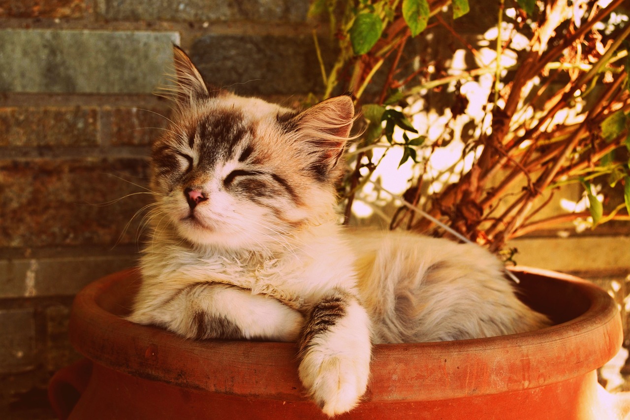 kitten asleep in a pot beautiful cat asleep pet portrait free photo