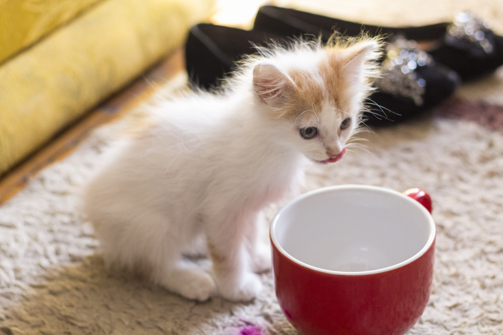 cat cup cute free photo