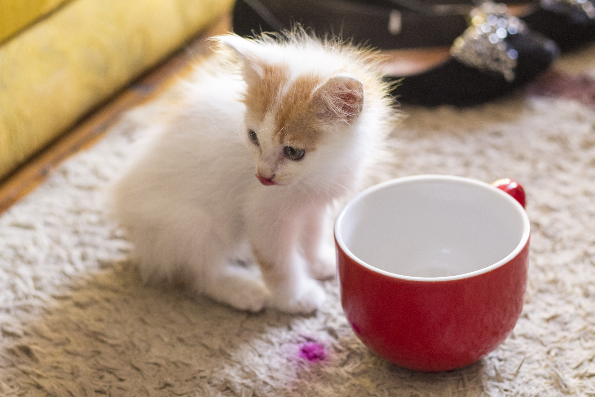 cat cup cute free photo