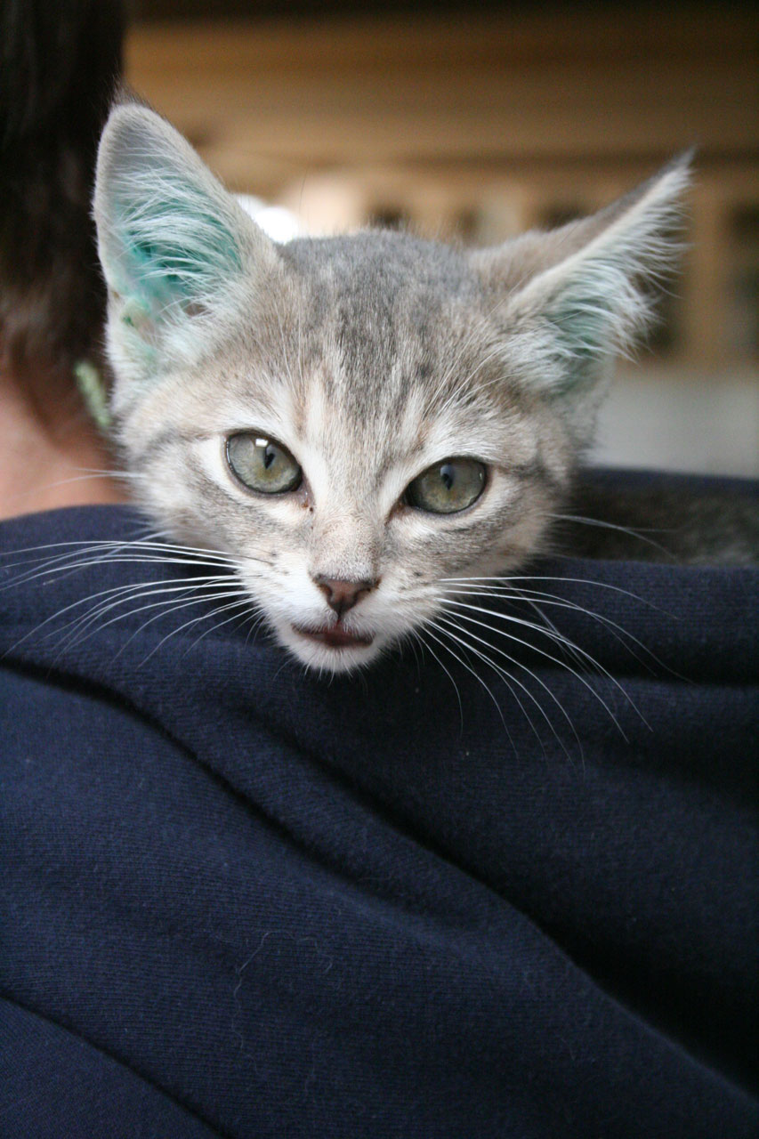kitten cat kitten in hood free photo