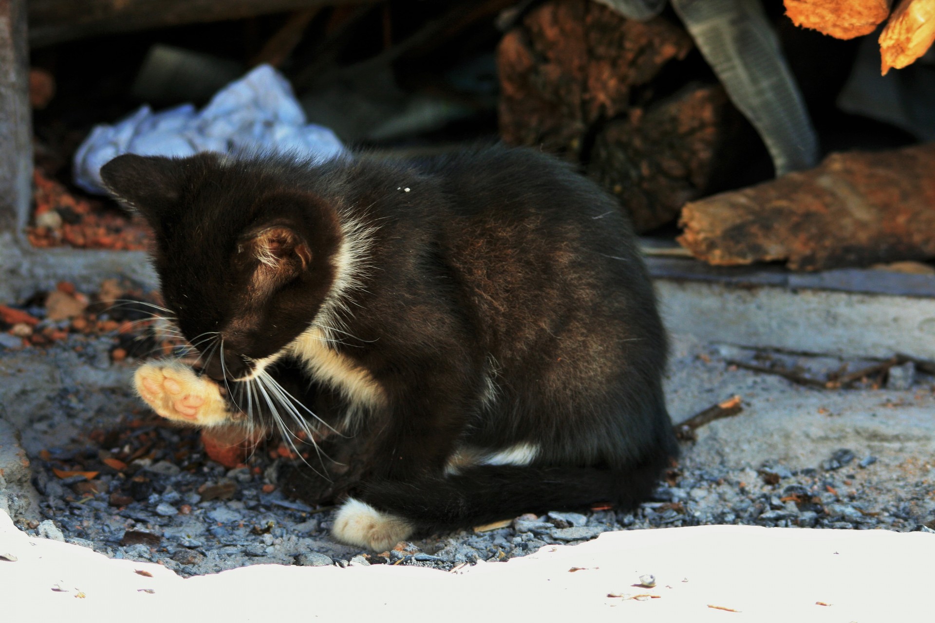 kitten cat black free photo