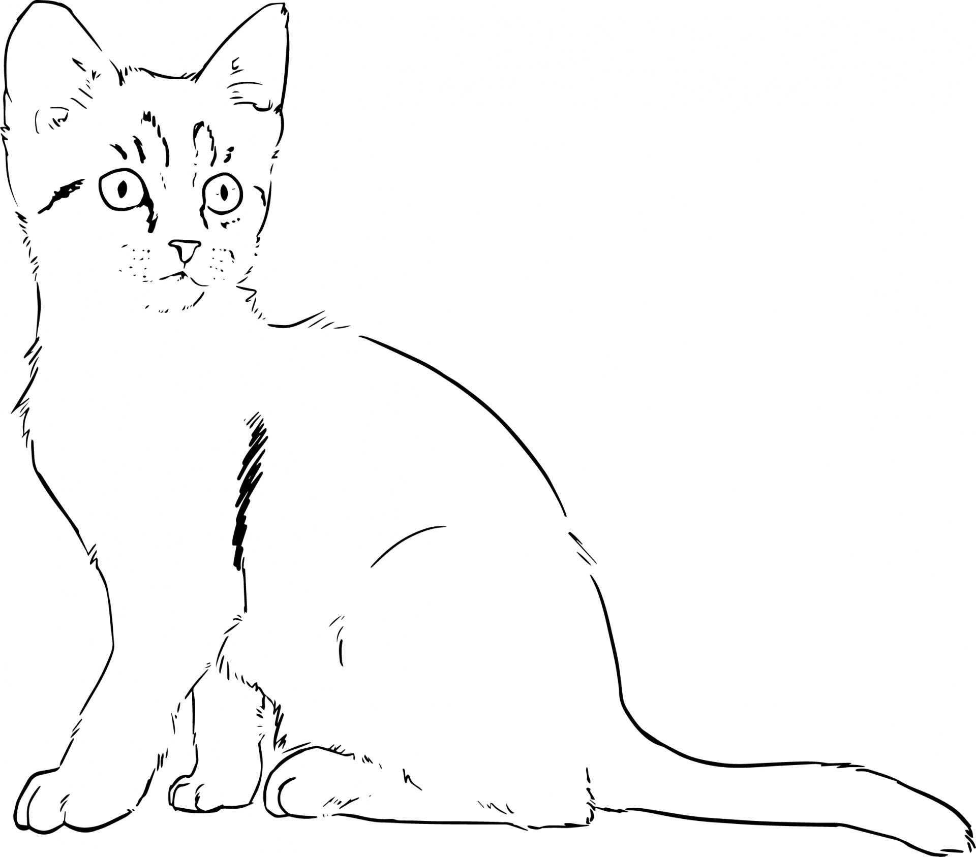 kitten cat drawing free photo
