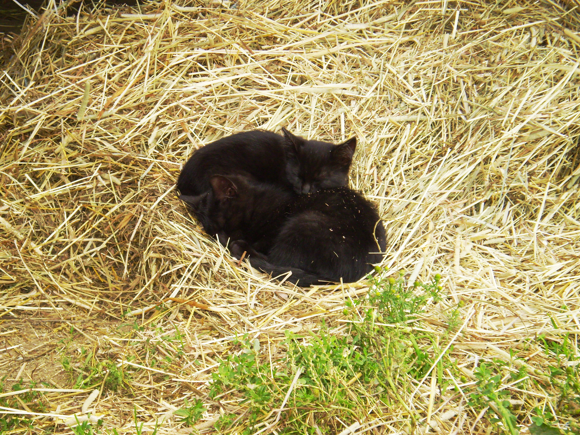cat kitten hay free photo