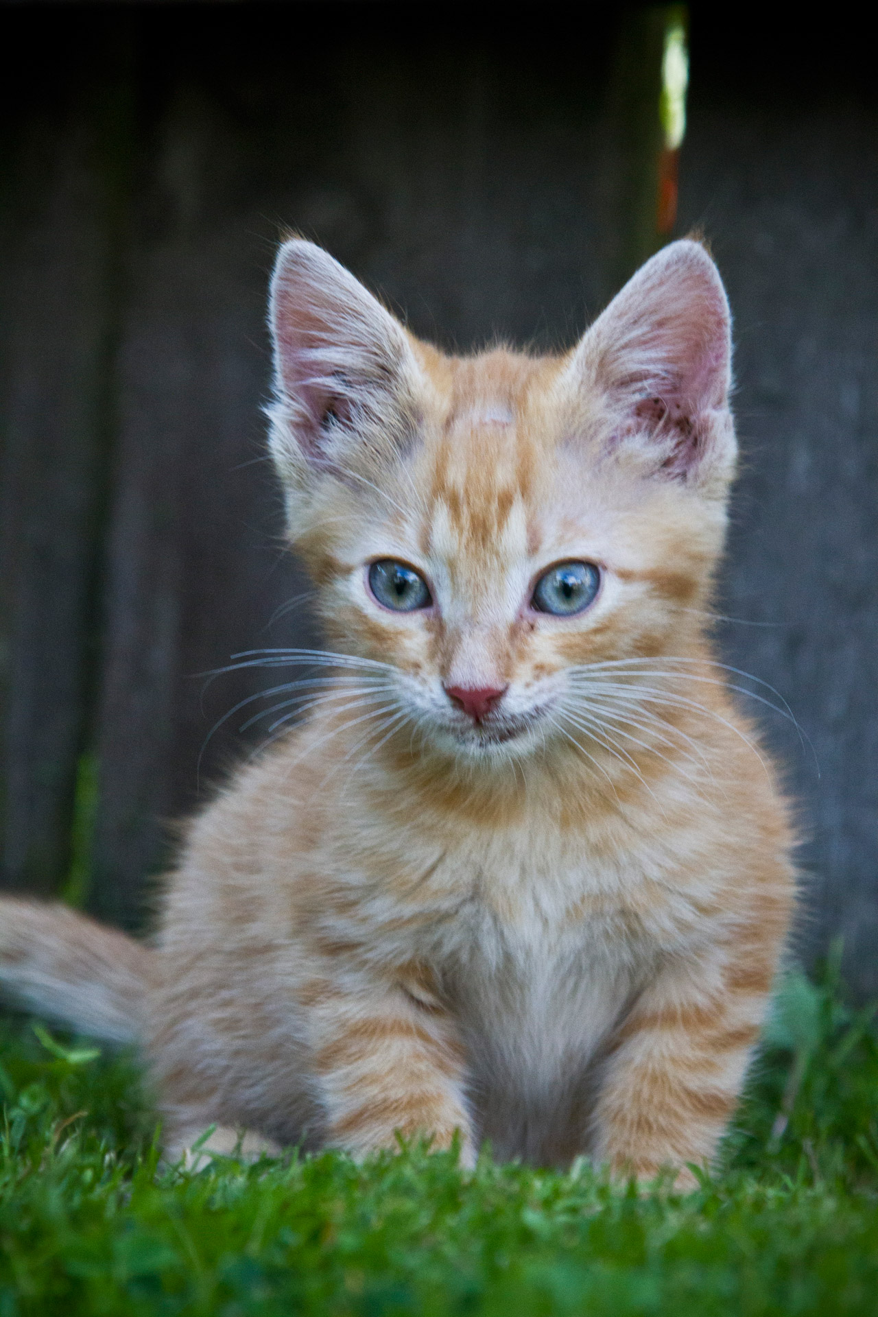 kitten small cat free photo