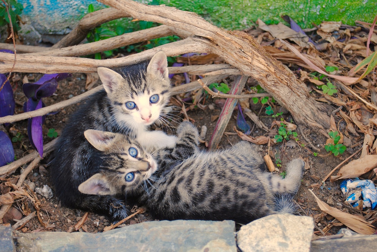 kittens feral wild free photo