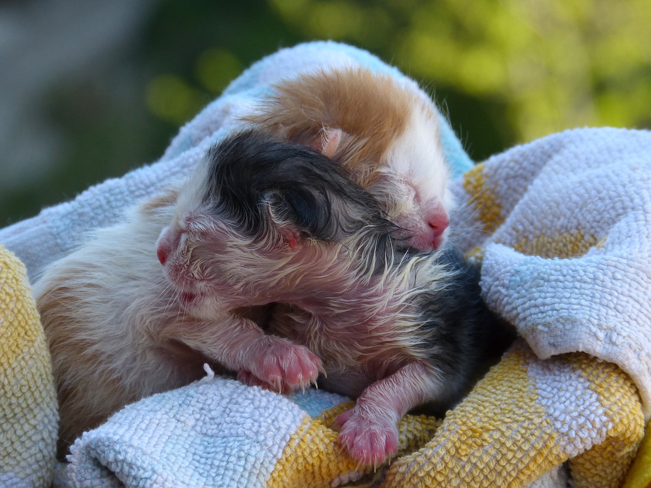 kittens cahorros newborn infants free photo