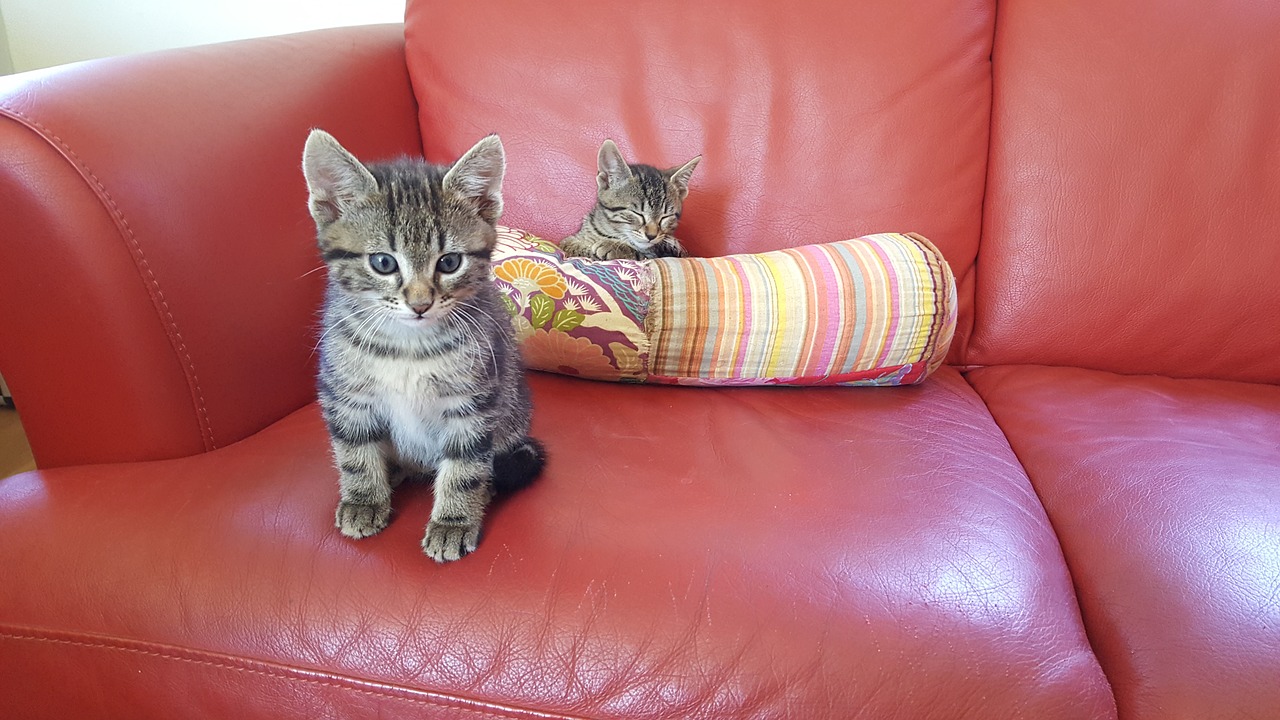 kittens sofa puppies free photo