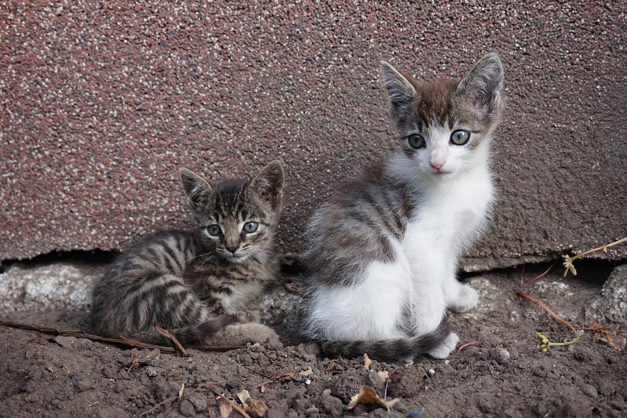 kittens kitten animals free photo