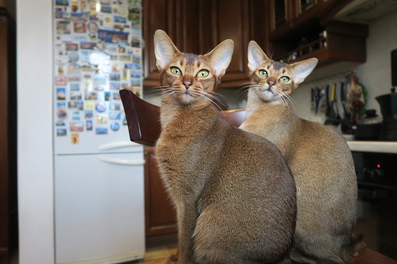 kittens abyssinian cat cats abyssinians free photo