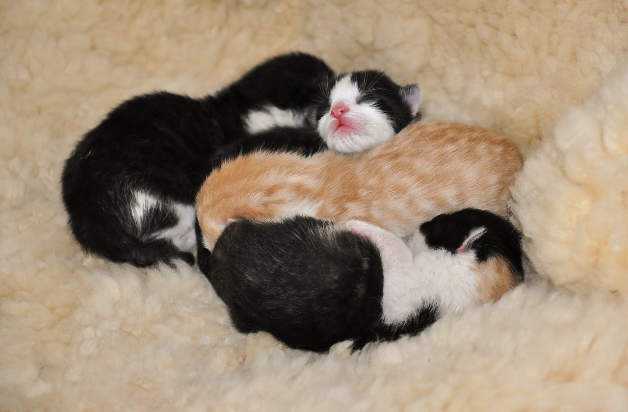 kittens animal shelter reborn free photo