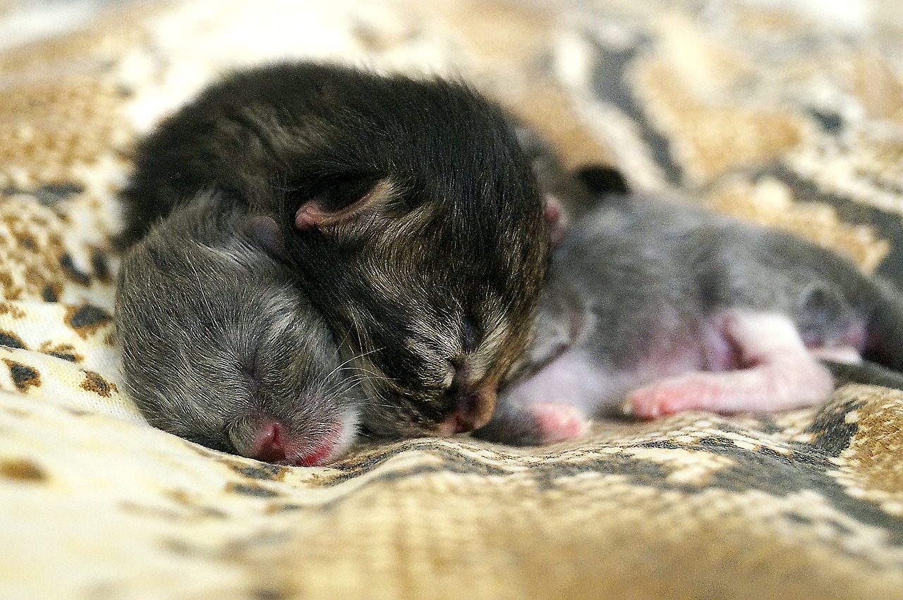 kittens  animals  cute free photo