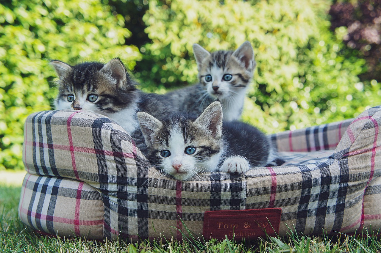 kittens  basket  domesticated free photo