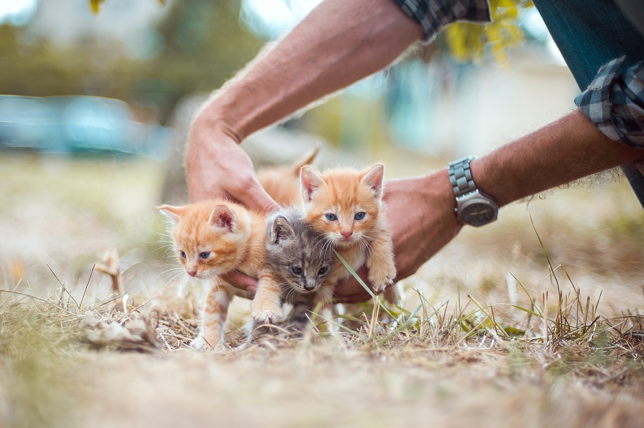 kittens  small  hands free photo