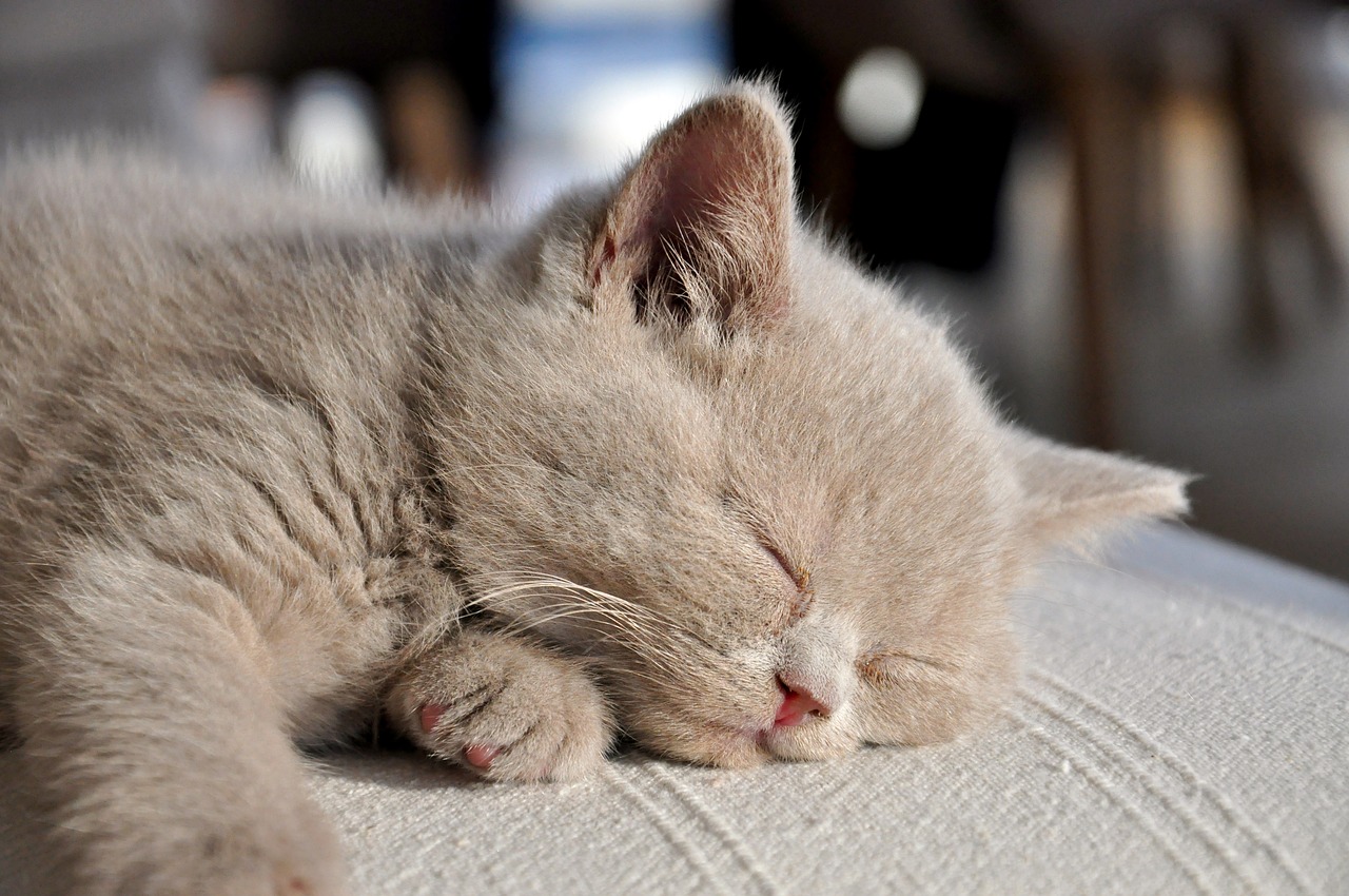 kittens  british longhair  cat baby free photo