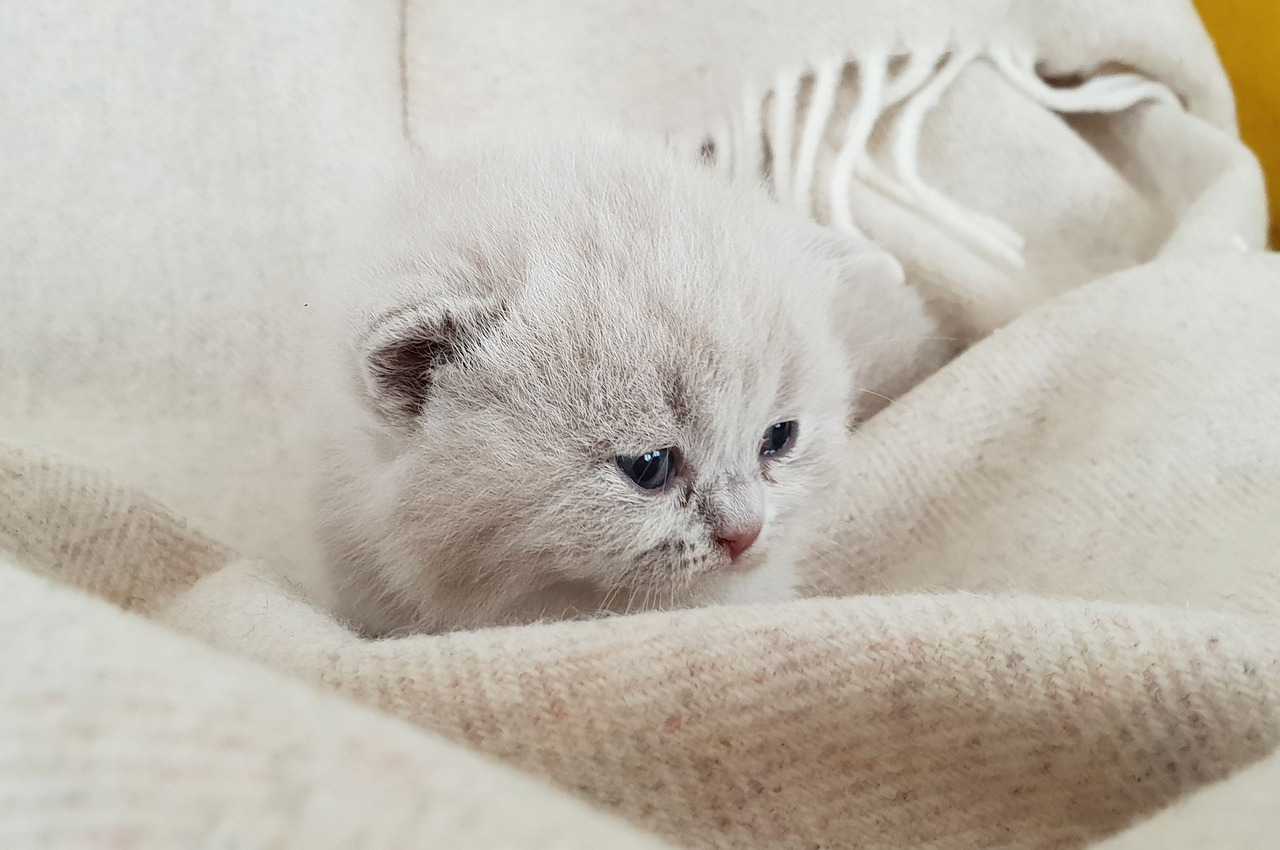 kittens  cat baby  british shorthair free photo