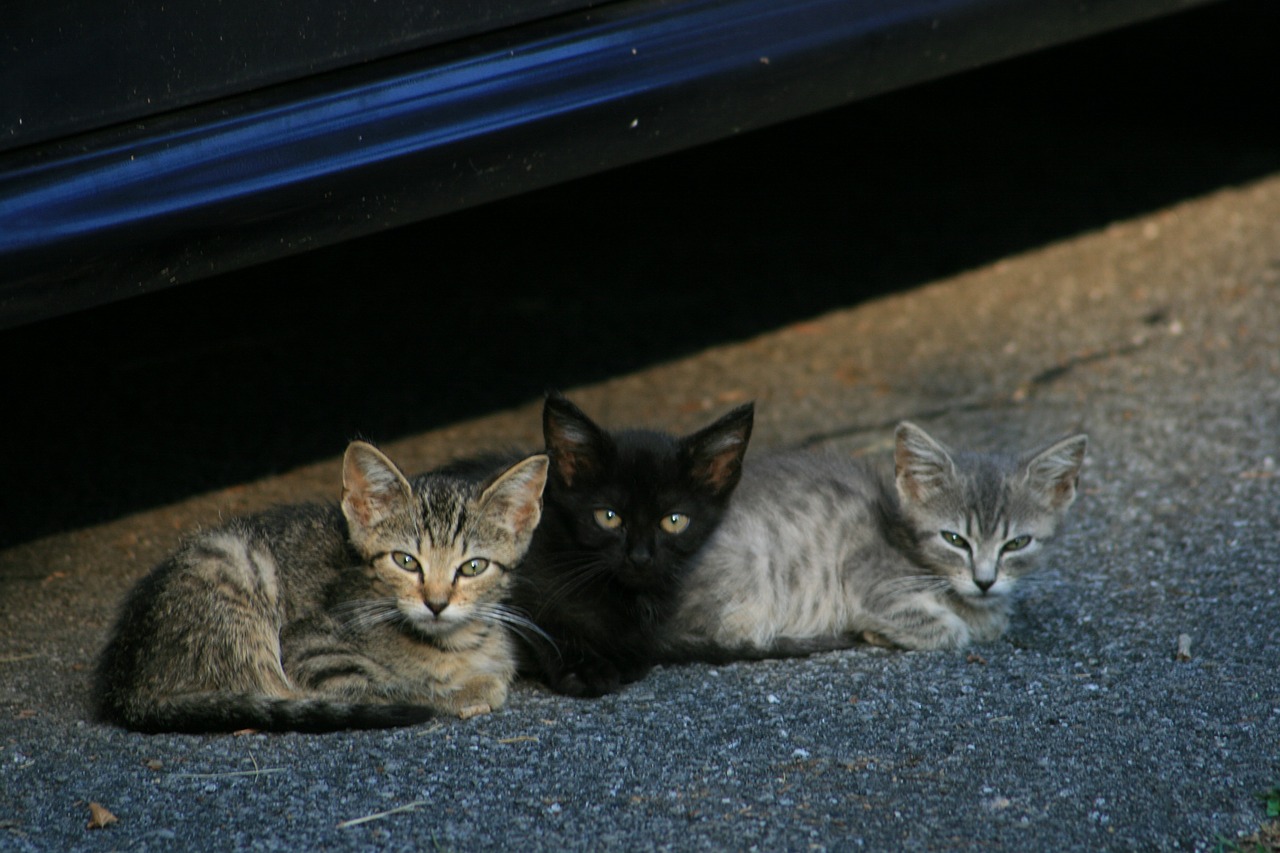 kittens cats stray cats free photo