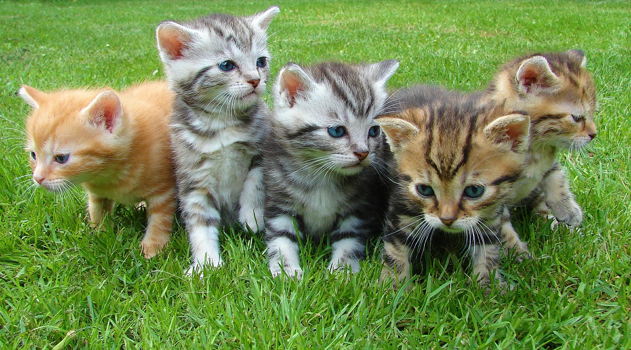 kittens cat cat puppy free photo