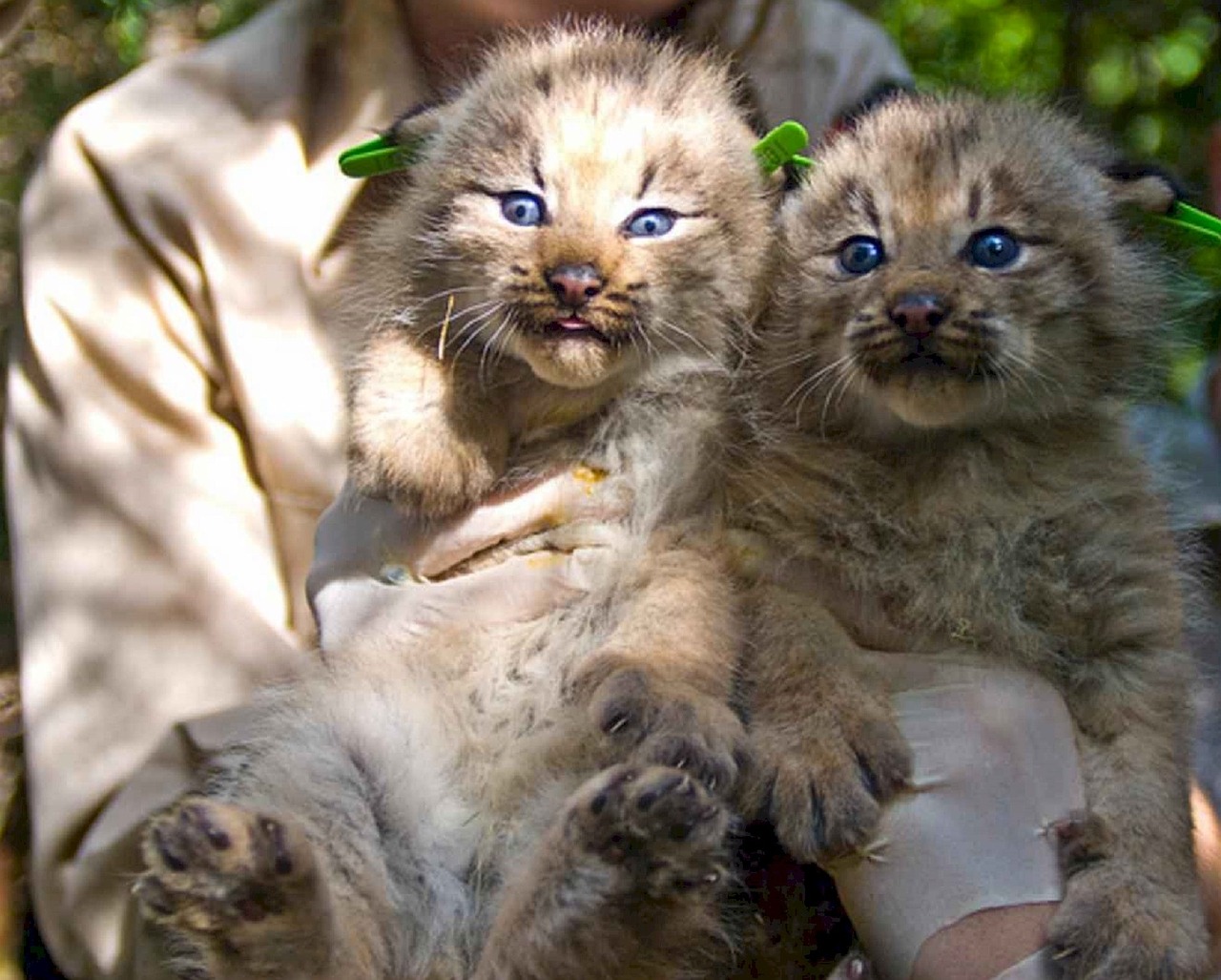 kittens felines lynx free photo