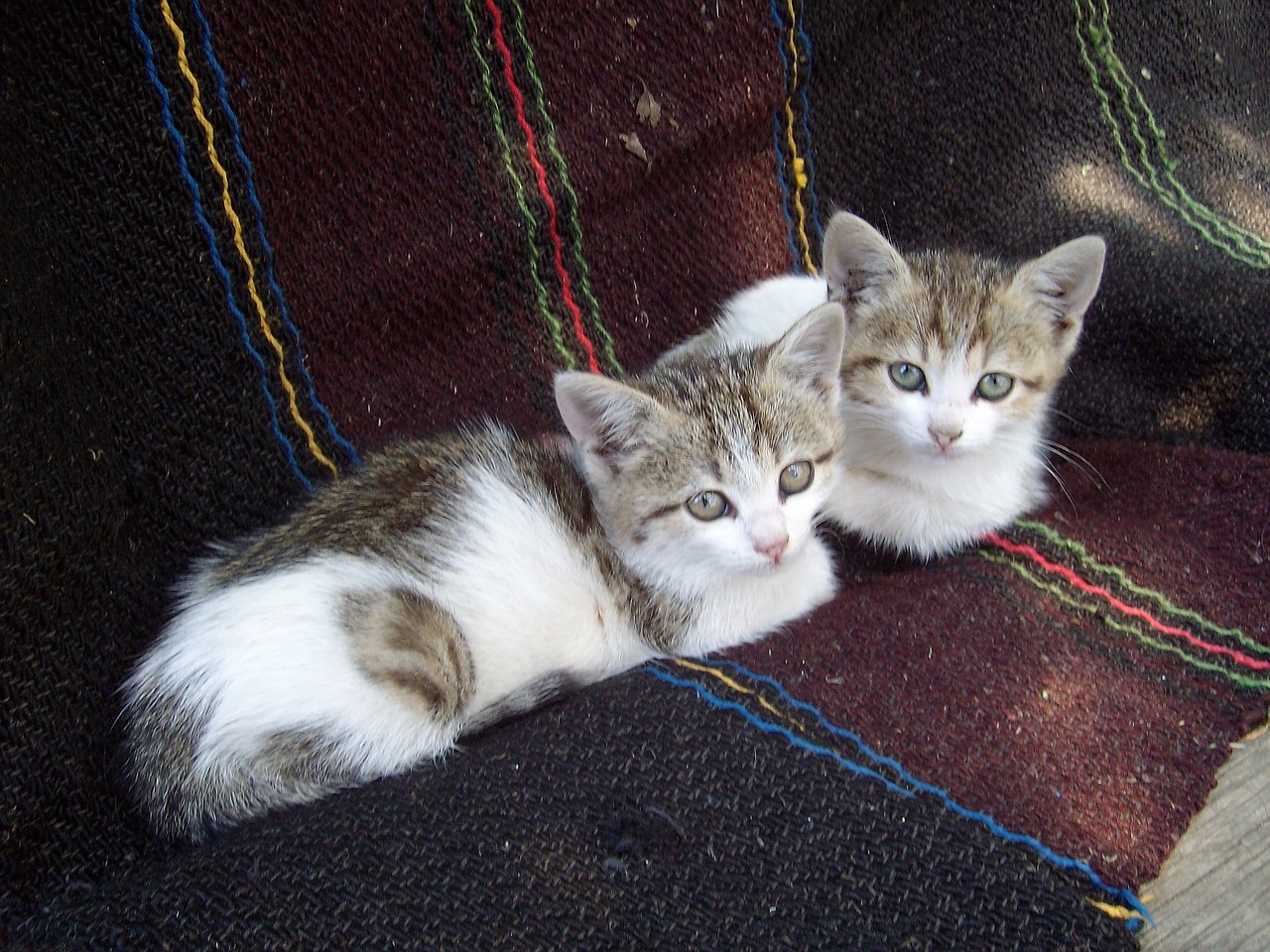 kittens resting domestic free photo