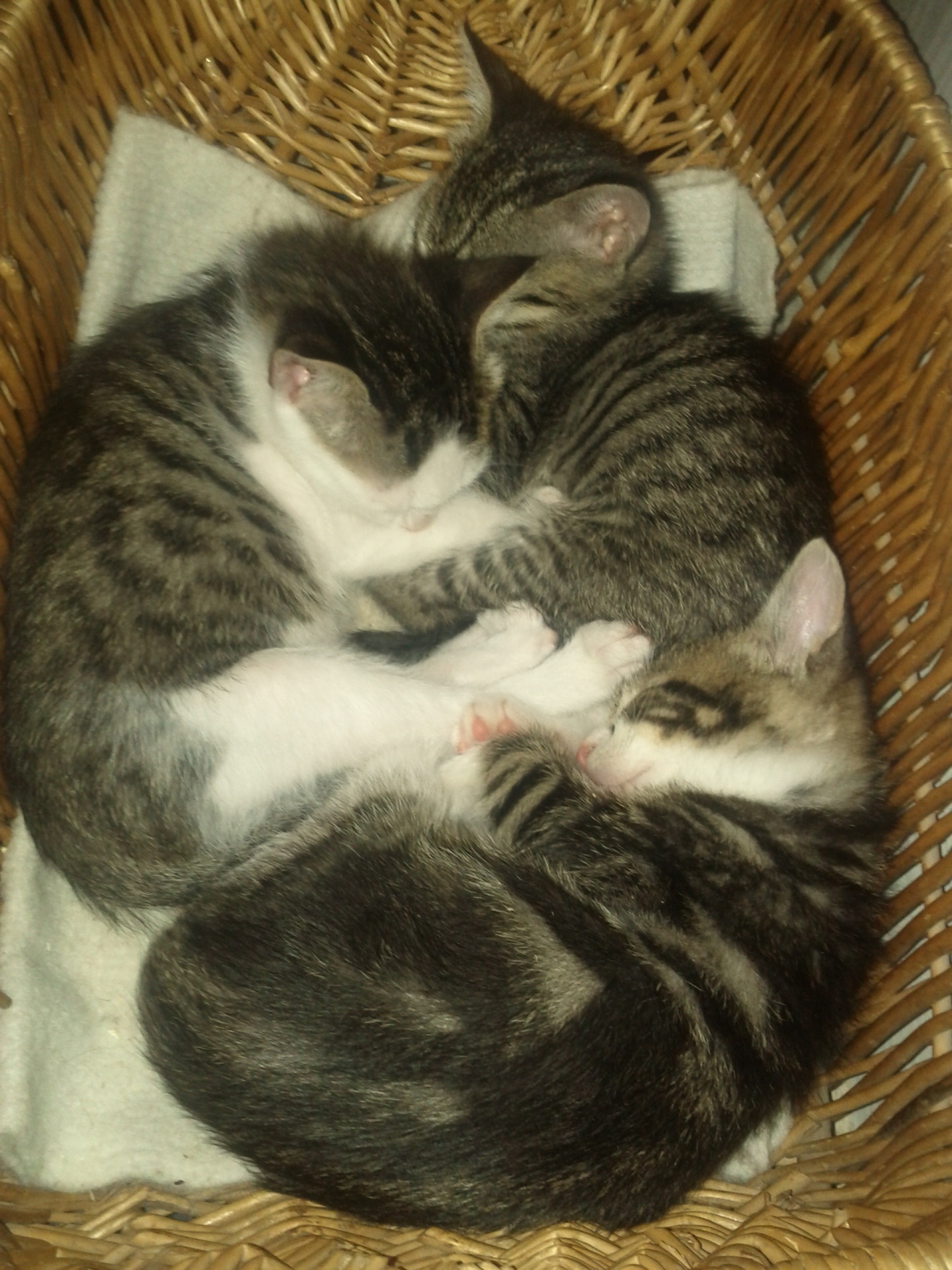 kittens kitten basket free photo