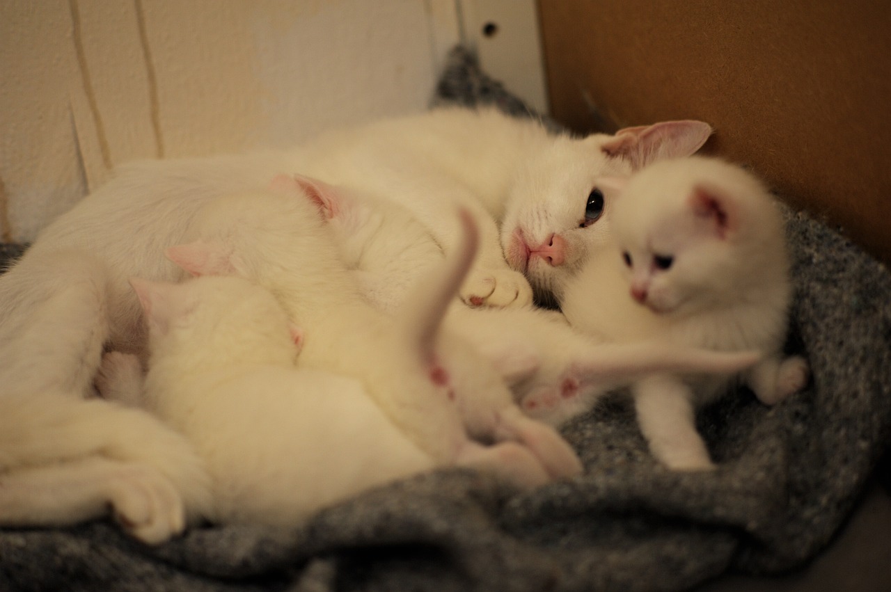 kitties white cats breast-feeding free photo