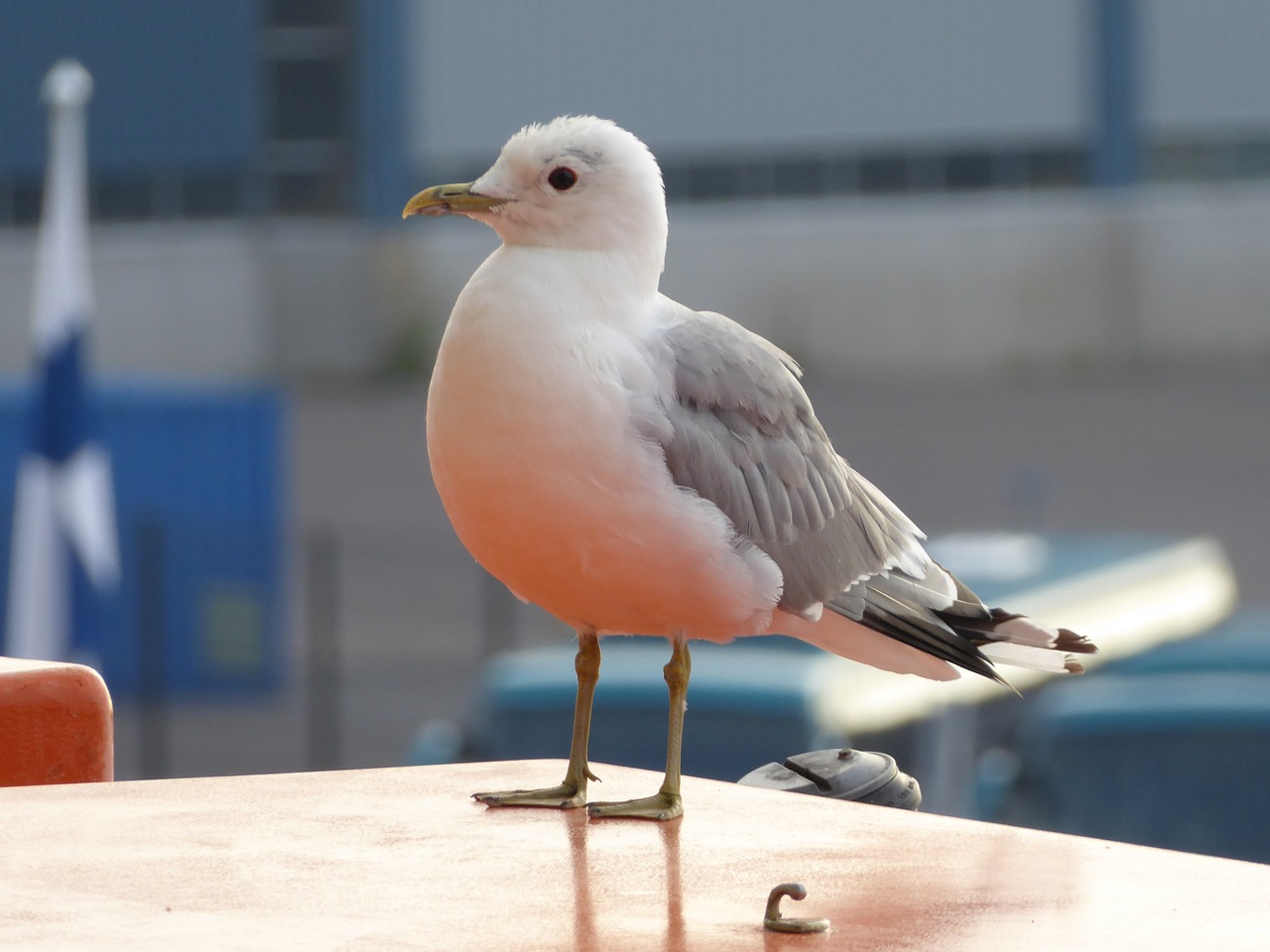 kittiwake seaside bird free photo