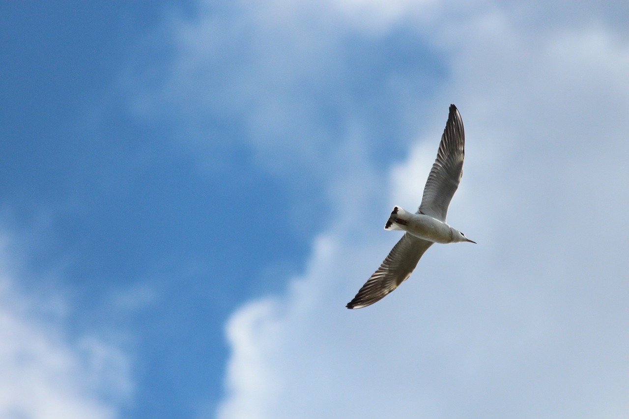 kittiwake tridactyl seagull birds free photo
