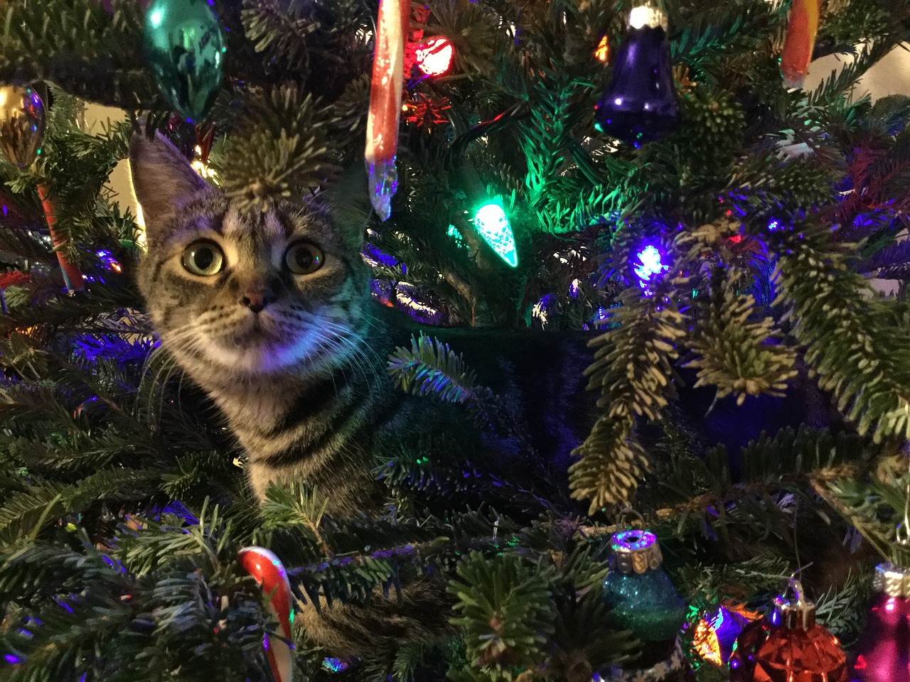 kitty christmas tree pet free photo